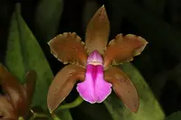 Cattleya bicolor