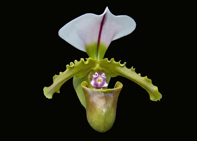 Paphiopedilum spicerianum x sib (Paphiopedilum)