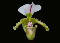 Paphiopedilum Spicerianum x sib Blooming Size (3.5” Pot)