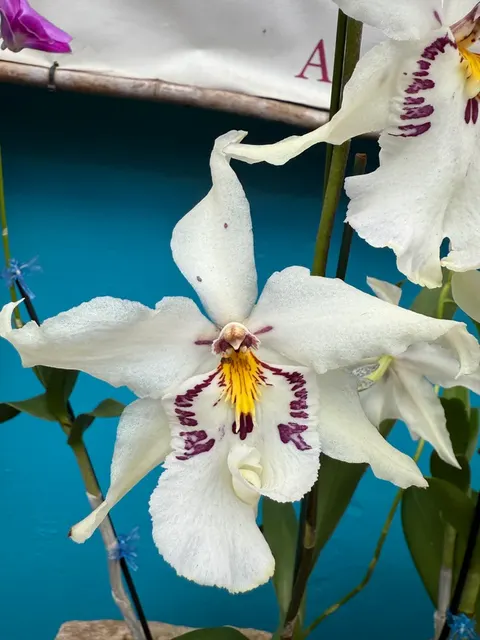 Burrageara Ysabella 'Lunar Eclipse' (Burrageara)