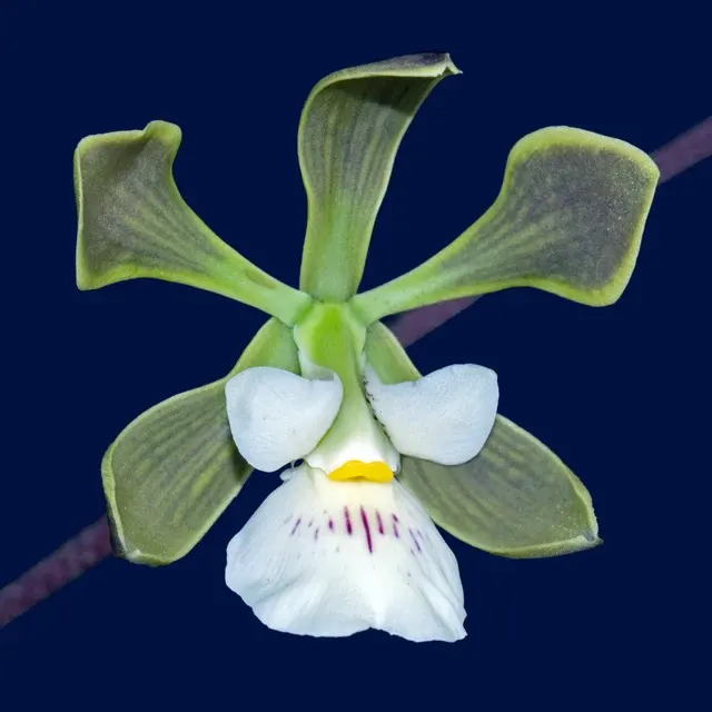 Encyclia naranjapatensis (Encyclia)