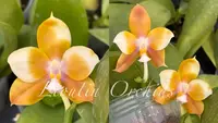 LM289 Phalaenopsis Lioulin L Tit - Clone