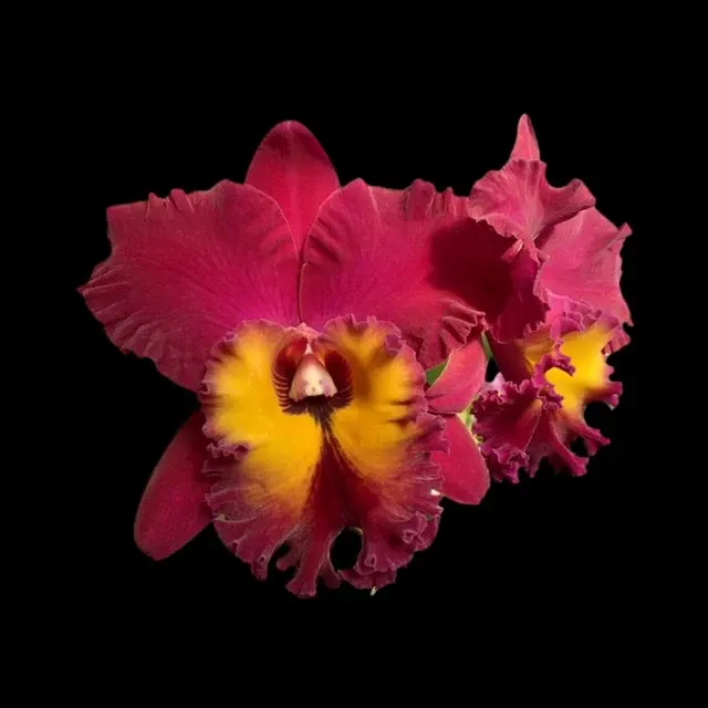 Cattleya Alliance - Rlc. Chia Lin 'Sun Light'