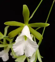 Encyclia mariae (syn. Prosthechea mariae)