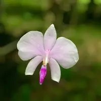 Phalaenopsis lowii