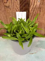 COMPOT — Laelia pumila