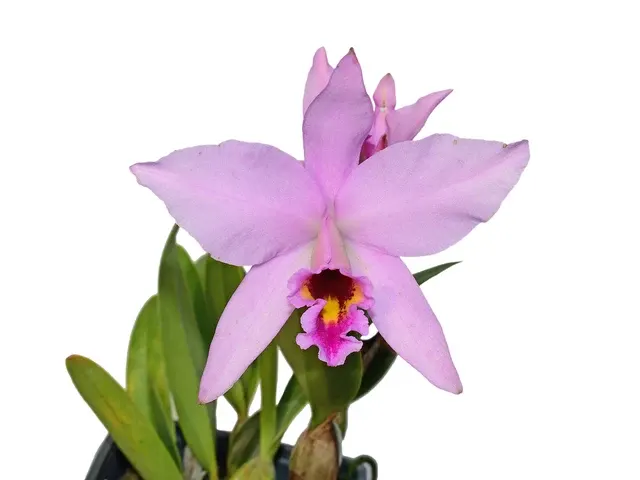 Laeliocattleya Caligula (Laeliocattleya)