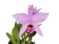 Laeliocattleya Caligula