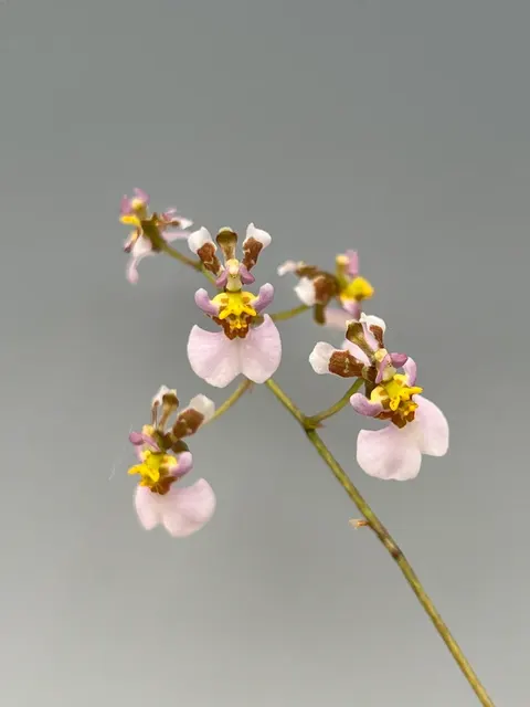 Tolumnia hawkesiana (Tolumnia)