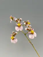 Tolumnia hawkesiana