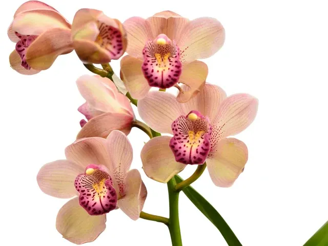 Cymbidium Leopard-Lady Mary Smith # 1 H00026 (Cymbidium)