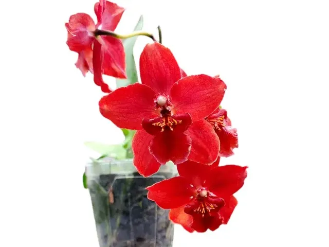 Cyrtocidium Sangre De Cristo (Cyrtocidium)