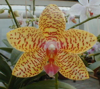 Phalaenopsis Inka Gold