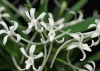 V. (Neof.) falcata (White) (NEF) (- - - - falcata )