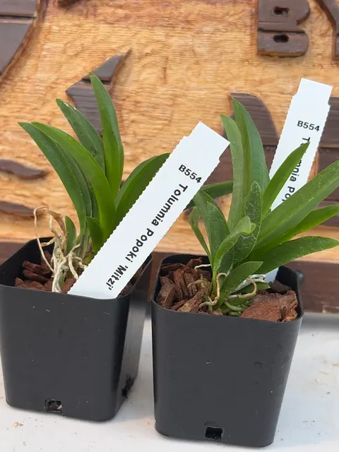 Tolumnia Popoki 'Mitzi' (Tolumnia)