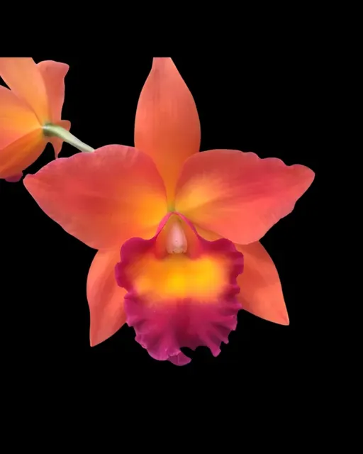 Cattleya Chief Sweet Orange 'CF215' (Cattleya)