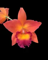 Pot. Chief Sweet Orange 'CF215' | BS not in bloom | 4" pot & Cork Mounts