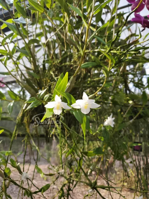 Dendrobium crumenatum (Dendrobium)