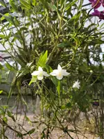 Dendrobium crumenatum (4″pot)