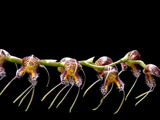 Masdevallia porphyrea (Masdevallia)