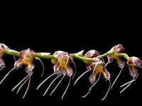 Masdevallia porphyrea