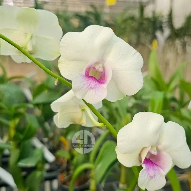 Dendrobium Star Braight '#2' (Dendrobium)