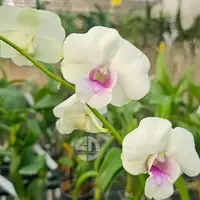 Dendrobium Orchid Star Braight #2 Mature Bushy Plant - Ready To Flower