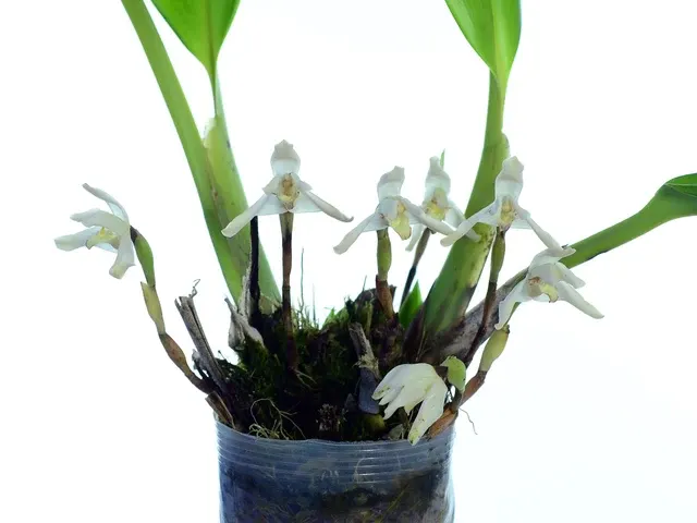Maxillaria fraudulenta (Maxillaria)