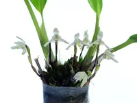 Maxillaria fraudulenta