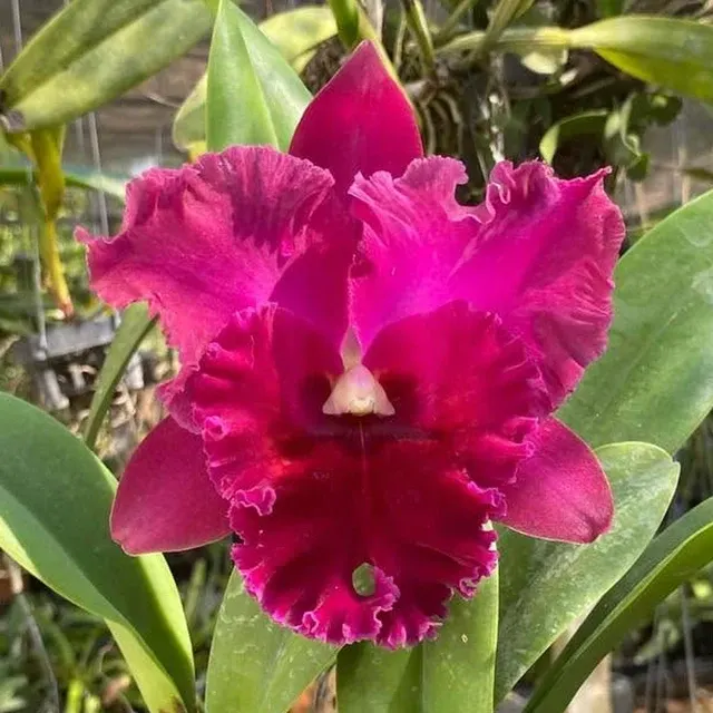 Rhyncholaeliocattleya Krung Sri Red