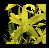 Grammatocymbidium Star Festival × Grammatophyllum scriptum