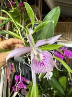 Brassanthe Makai — Not currently in bloom