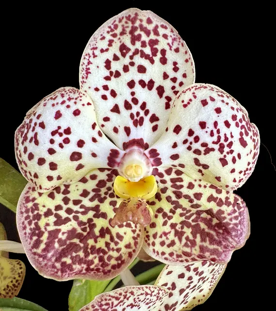 Vanda Pintuwadee AM/AOS 'Miss Coco Chanel' (Vanda)