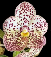 Vanda Pintuwadee 'Miss Coco Chanel' AM/AOS