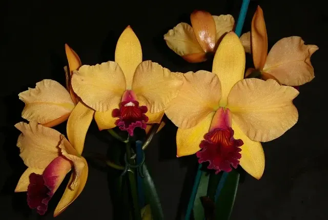 Brassolaeliocattleya Topaz Jazzy 'Favourite'