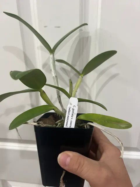Cattleya gutata v coerulea (Cattleya)