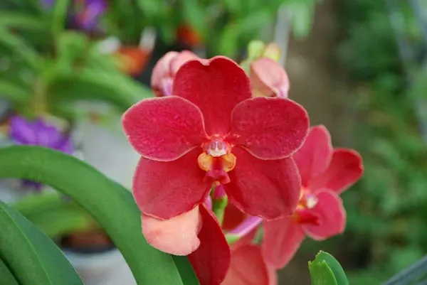 Ascocenda CHERRY PIXIE