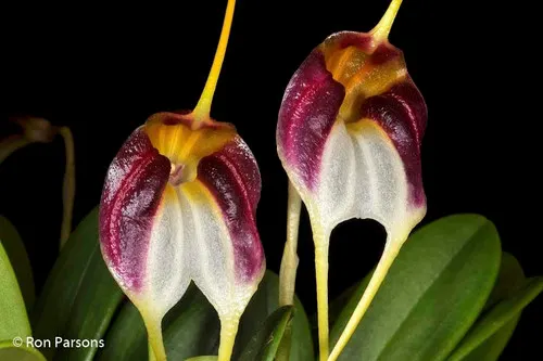 Masdevallia schroederiana (Masdevallia)