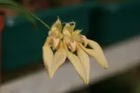 Bulbophyllum annandalei ‘Elite’s 1st’