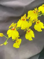 Dancing Lady Orchid Plant in 2.5" Pot, Oncidesa Gower Ramsey, Vibrant Blooms, Exotic Houseplant
