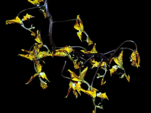 Gongora irmgardiae