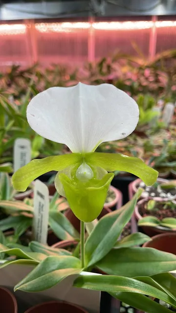 Paphiopedilum charlesworthii fma album (Paphiopedilum)