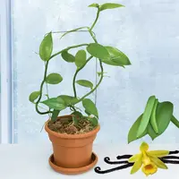 Vanilla Vine (Vanilla planifolia)