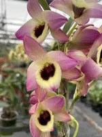 Dendrobium Oriental Smile ‘Butterfly’