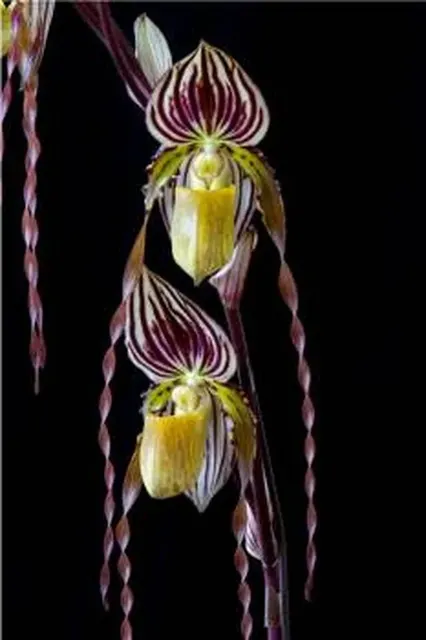 Paphiopedilum Orchid Joes Curly Q Jeanies Choice AM/CCM/AOS