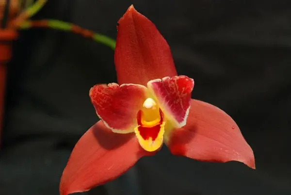 Angulocaste RED JEWEL