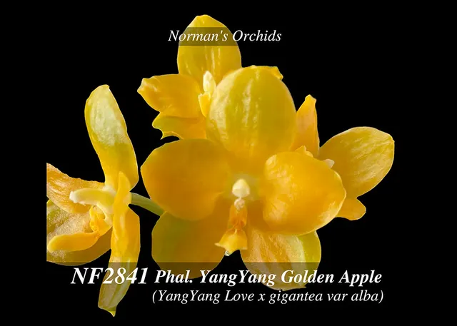 Phalaenopsis YangYang Golden Apple (Phalaenopsis)