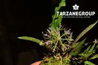 MACROCLINIUM DALSTROEMII MINI MINIATURE ORCHID SPECIES MOUNTED