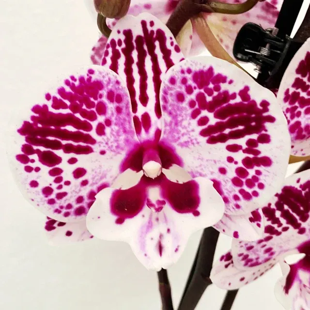 Phalaenopsis 'Limited #37’ Big Lip