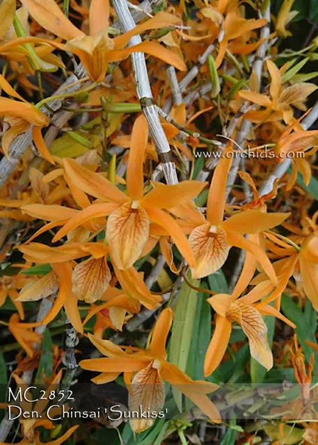 Dendrobium Chinsai 'Sunkiss , Note : Temperature Tolerance' (Dendrobium)